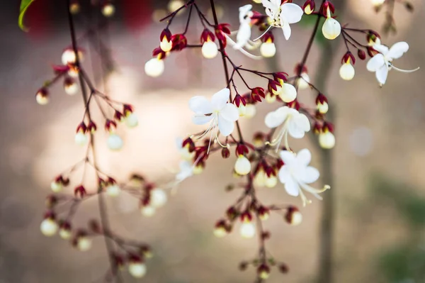 Schön von kleinen Blume Nahaufnahme — Stockfoto