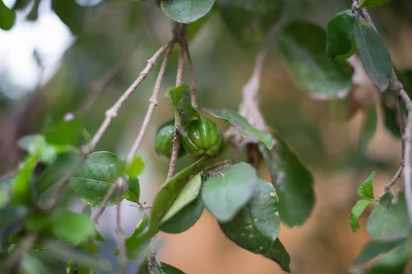 Fechar-se de pequeno fruto verde em uma árvore — Fotografia de Stock