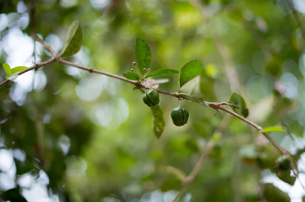 Fechar-se de pequeno fruto verde em uma árvore — Fotografia de Stock