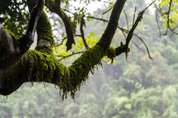 Свежий зеленый мох на дереве в лесу — стоковое фото