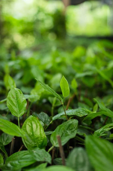 新鲜绿色植物形态农场的特写 — 图库照片