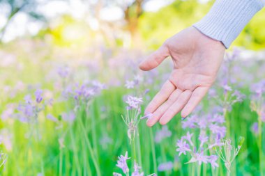 Kadın ve tarlada çiçekler. Kadın el kopya alanı ile mor çiçek dokunmadan