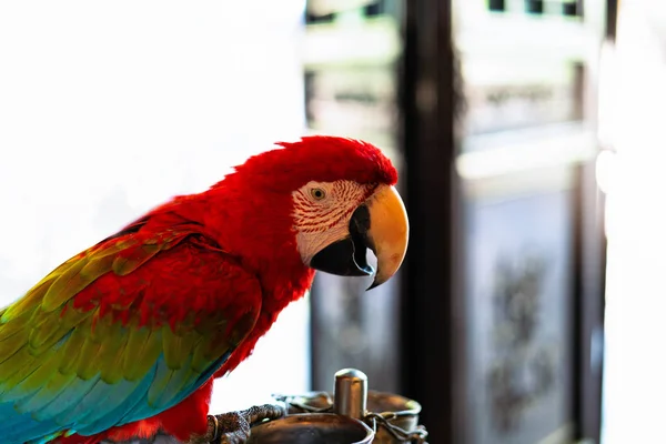 Papagaio Colorido Vermelho Arara Escarlate Pássaro Colorido Poleiro Ramo Com — Fotografia de Stock