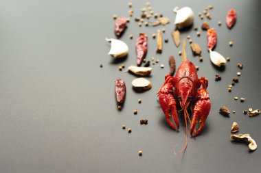 Kerevit kırmızısı, siyah arka planda kızarması için otlu bebek ıstakozu.