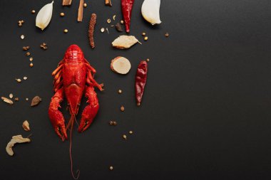 Kerevit kırmızısı, siyah arka planda kızarması için otlu bebek ıstakozu.