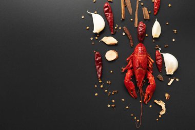 Kerevit kırmızısı, siyah arka planda kızarması için otlu bebek ıstakozu.