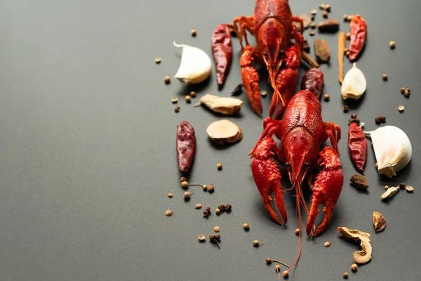 Kerevit kırmızısı, siyah arka planda kızarması için otlu bebek ıstakozu.