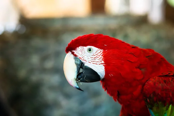 Kolorowa Papuga Red Scarlet Ara Kolorowe Ptaka Perching Oddział Białym — Zdjęcie stockowe