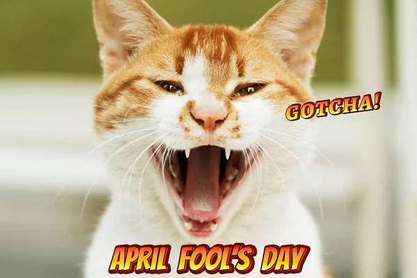 April Fools Day, Gotcha, portrait of white-light brown cat screa
