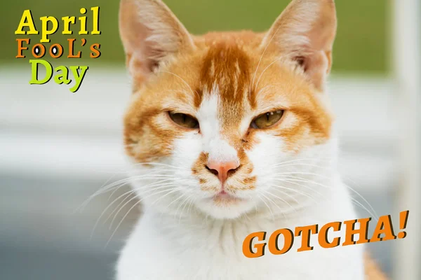 Día de los Inocentes de Abril, Gotcha, retrato de gato de color marrón claro — Foto de Stock
