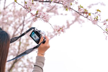 Dslr kamera tutan kadın elinde bahar zamanında güzel kiraz çiçeği sakura