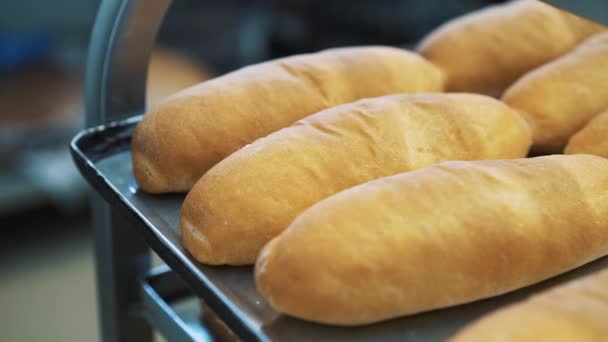 Кусок хлеба на производственной линии в пекарне. Запеченный буханка хлеба в пекарне, только из духовки с хорошим золотистым цветом. Производство хлебобулочных изделий со свежими продуктами — стоковое видео