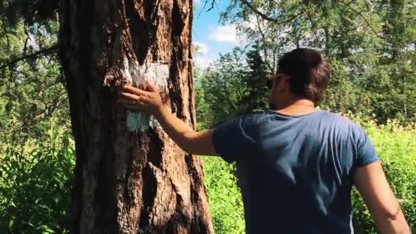 Hiking Hiking Trail. Tourist is a travel person. National park. Young tourist Hiking in summer in the mountains. The trekking trail, nature, outdoors — Stock Video