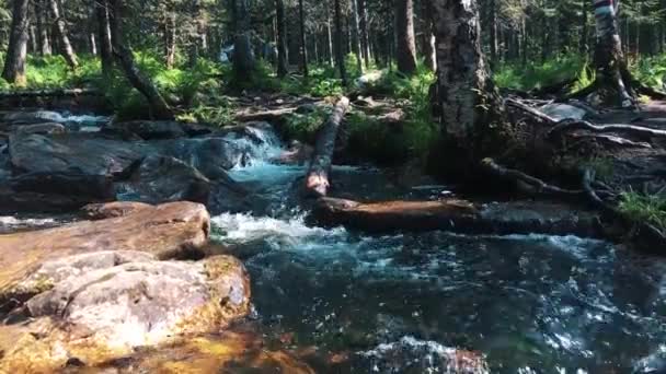 Arroyo musgoso en las montañas — Vídeos de Stock