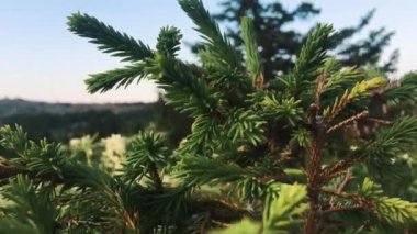 Rüzgarda günbatımında hareket yeşil çam dalı