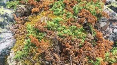 Birçok taş. Birçok taştan bir dağ.