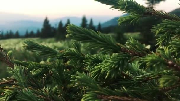 Groene Pijnbomen Branch Bewegen Wind Bij Zonsondergang — Stockvideo