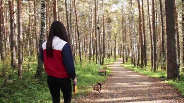 Kız köpekle Beagle Sonbahar Park yürüyüş — Stok video