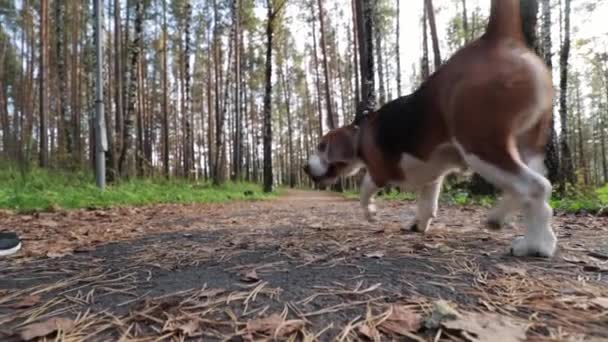 Chica paseando con un perro Beagle en el parque de otoño — Vídeo de stock
