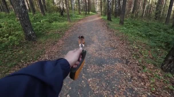 Chica paseando con un perro Beagle en el parque de otoño — Vídeos de Stock