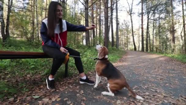 Tyttö kävelee koiran kanssa Beagle syksyllä puistossa — kuvapankkivideo