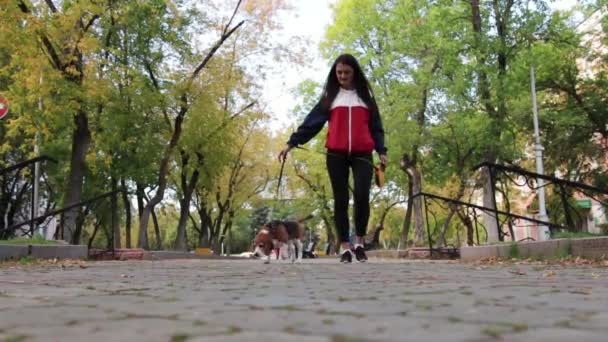 Menina caminhando com um cão Beagle no outono Park — Vídeo de Stock