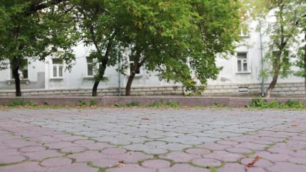 Woman with a charming dog walking in the autumn Park — Stock Video