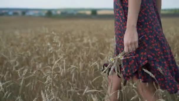 夏の畑の少女の肖像画. — ストック動画