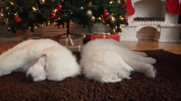 Mooie witte hond pups slapen onder de kerstboom — Stockvideo