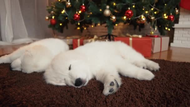 Gyönyörű fehér kutya kölykök alszik a karácsonyfa alatt — Stock videók