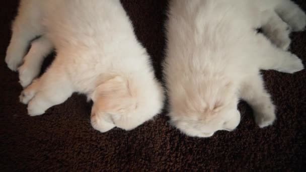 Красиві білі собаки цуценята сплять під ялинкою — стокове відео