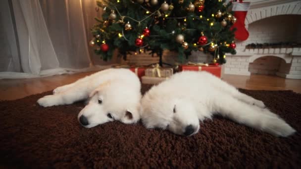 Mooie witte hond pups slapen onder de kerstboom — Stockvideo