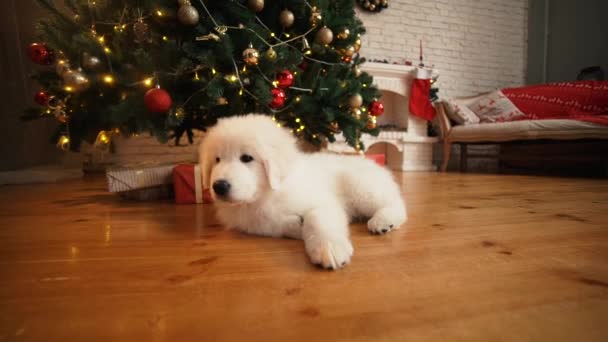 El perrito blanco que duerme bajo el árbol en un nuevo año . — Vídeo de stock