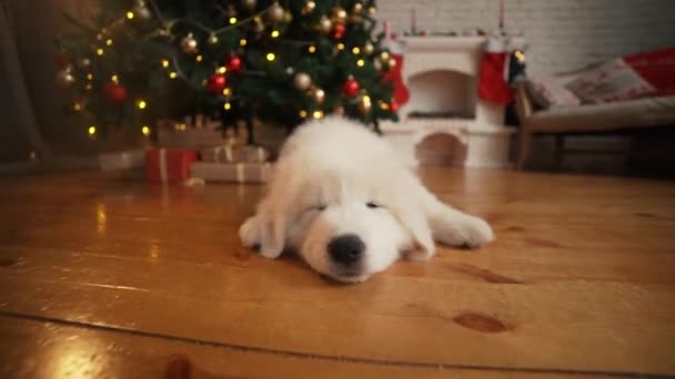 El perrito blanco que duerme bajo el árbol en un nuevo año . — Vídeo de stock
