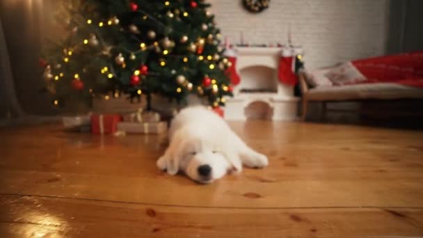 Белый щенок спит под елкой на Новый год . — стоковое видео