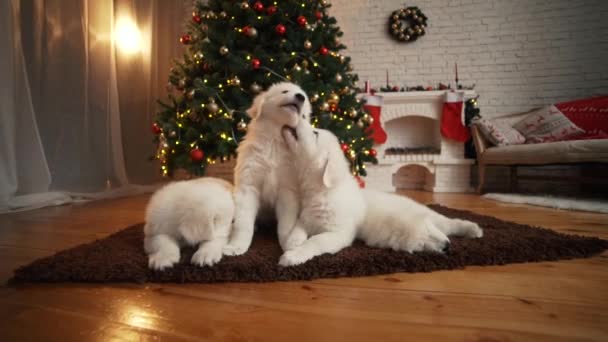 Mooie witte pups bij de kerstboom. — Stockvideo