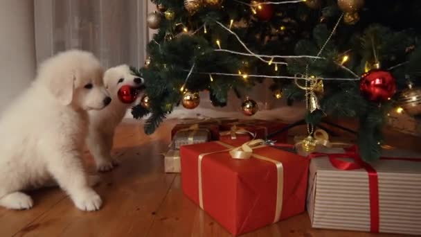 Hermosos Cachorros Blancos Árbol Navidad — Vídeo de stock