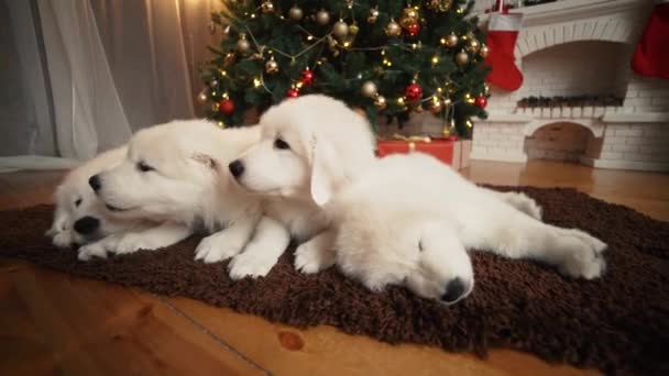 Bellissimi cuccioli bianchi all'albero di Natale . — Video Stock