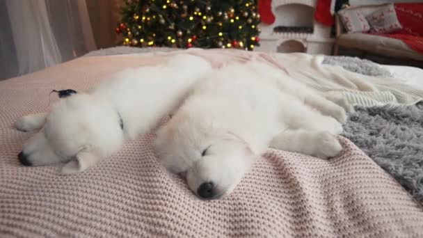 Hermosos cachorros blancos en el árbol de Navidad . — Vídeos de Stock