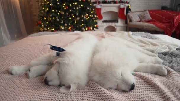Beautiful white puppies at the Christmas tree. — Stock Video