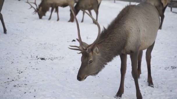 Echten großen Hirsch Maral auf dem Hintergrund eines verschneiten Parks, Nahaufnahme. — Stockvideo