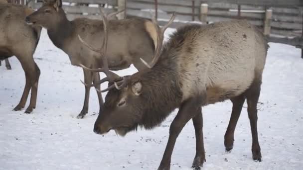 Echten großen Hirsch Maral auf dem Hintergrund eines verschneiten Parks, Nahaufnahme. — Stockvideo