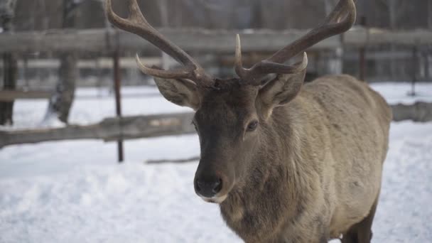 Opravdu velký jelen maral v pozadí zasněžené parku, detail. — Stock video