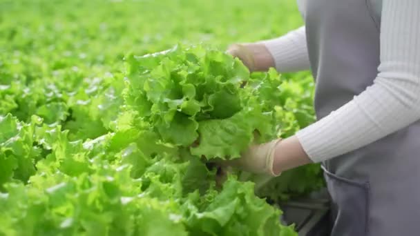 温室でグリーンサラダや野菜を栽培。温室で水耕栽培が成長している。庭師、農学者は植物の成長に関するデータを書きます. — ストック動画