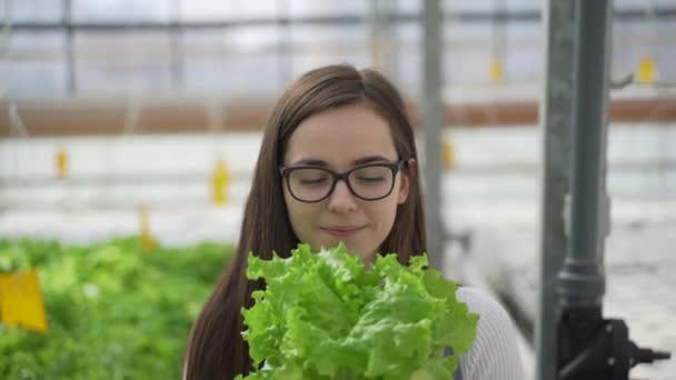 Im Gewächshaus werden grüne Salate und Gemüse angebaut. Hydroponik wächst in einem Gewächshaus. der Gärtner, der Landwirt schreibt Daten über das Wachstum der Pflanzen. — Stockvideo