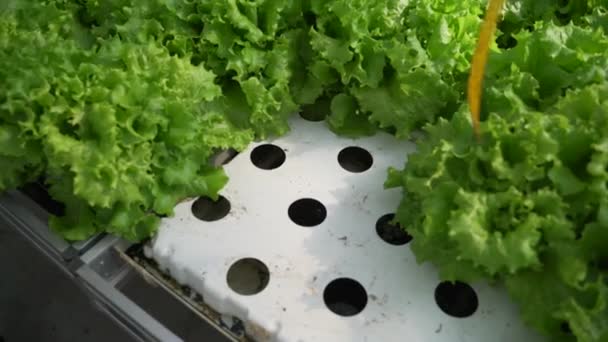 Καλλιέργεια πράσινων σαλάτας και λαχανικών στο θερμοκήπιο. Η Υδροπονία μεγαλώνει σε ένα θερμοκήπιο. Ο κηπουρός, ο αγροίδιος γράφει στοιχεία για την ανάπτυξη των φυτών. — Αρχείο Βίντεο