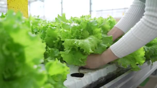 温室でグリーンサラダや野菜を栽培。温室で水耕栽培が成長している。庭師、農学者は植物の成長に関するデータを書きます. — ストック動画
