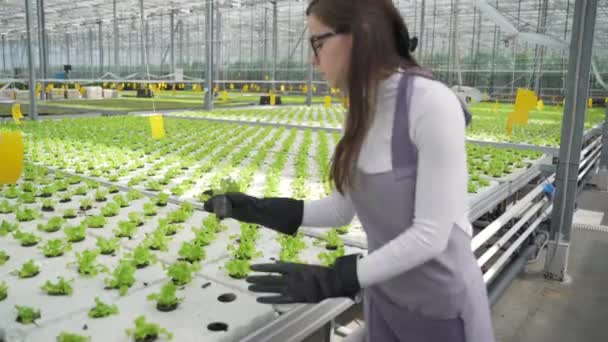 Mladý farmář kontroluje zeleň ve skleníku. Botanik zkoumá rostlinu ze všech stran. — Stock video