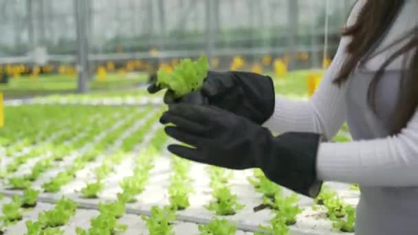 Mladý farmář kontroluje zeleň ve skleníku. Botanik zkoumá rostlinu ze všech stran. — Stock video