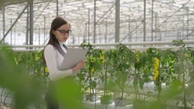 Kadın tarım uzmanı seradaki yeşil bitkileri inceliyor. Çiçeklerle birlikte yavaşça ilerler, dikkatlice domates filizlerine bakar ve bilgi toplar.